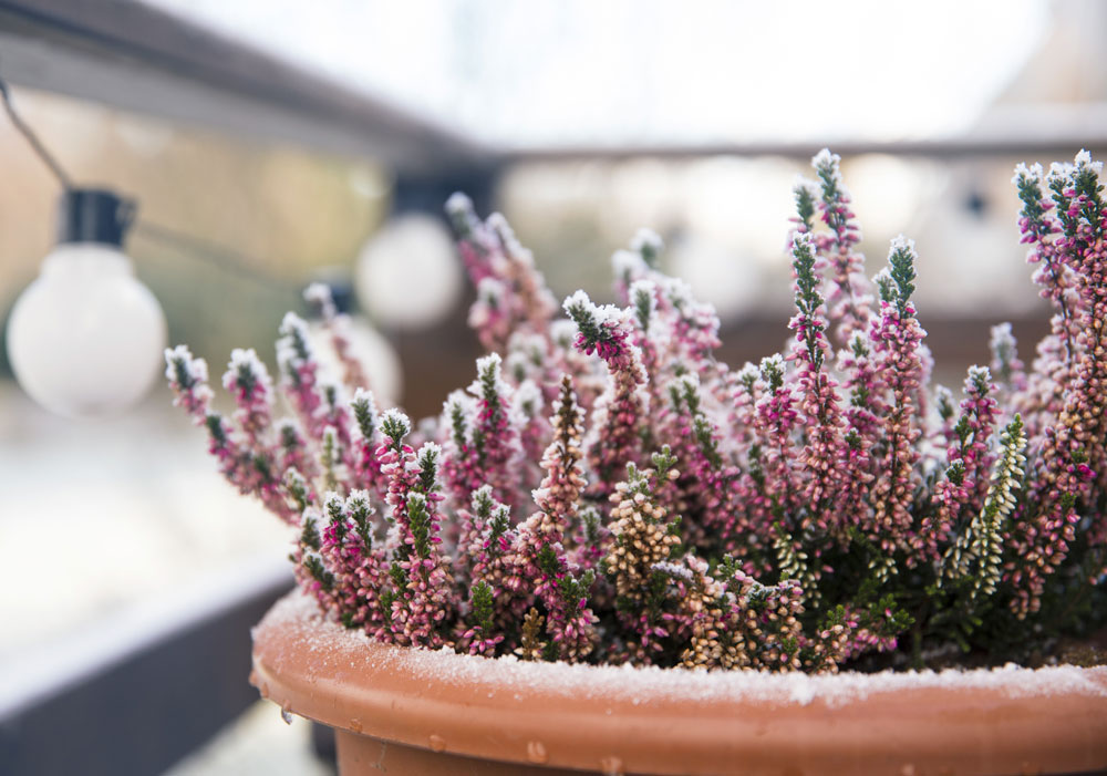 Pflanzen für Deinen Balkon